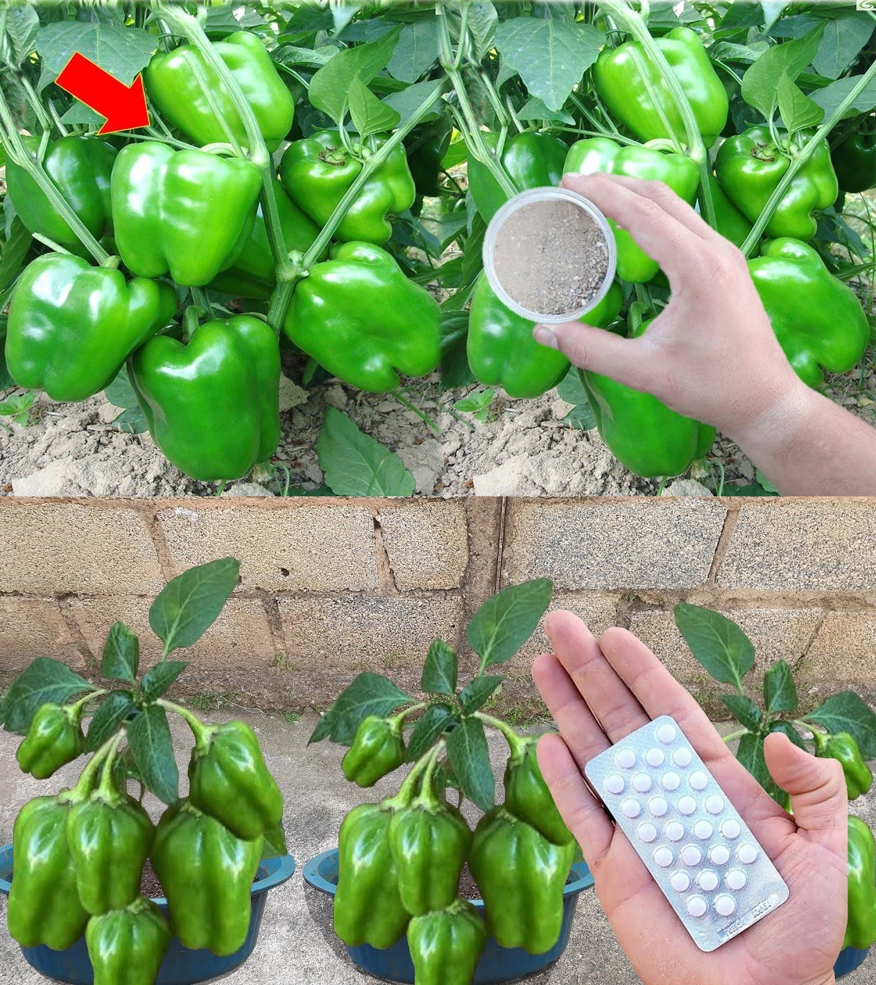 12 Tips for Growing Peppers in Your Garden By using some simple tips ...