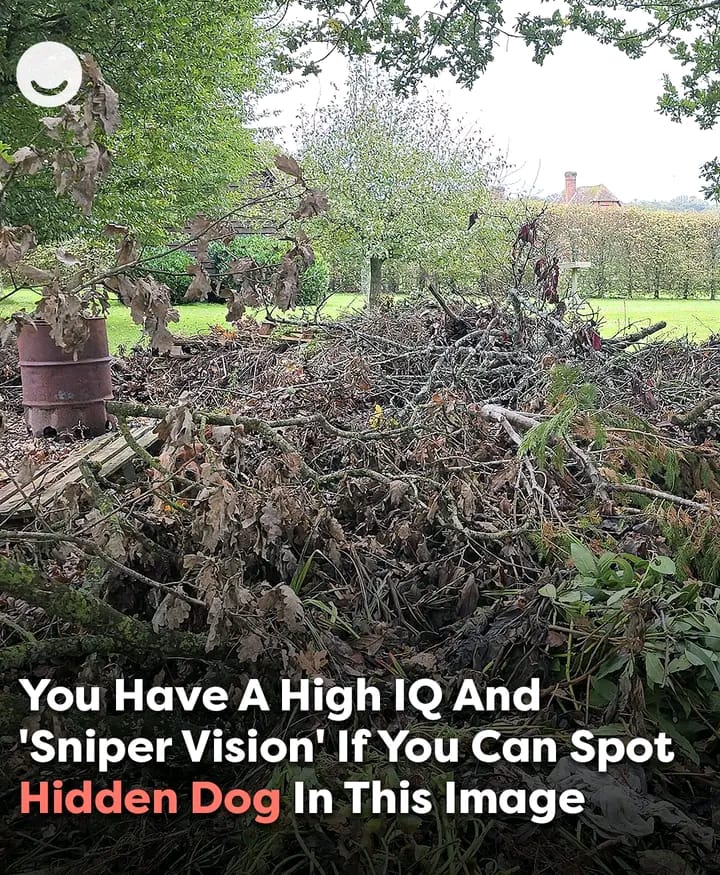 The Art of Optical Illusions: Can You Spot the Hidden Dog? - CYSSERO